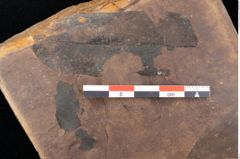 Foto (Detailsansicht) von Quercus palaeoilex Ettingshausen (NHMW-GEO-2024-0188-0812)